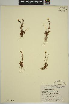 spécimen de Saxifraga cernua