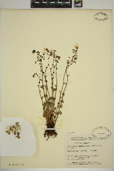 spécimen de Saxifraga cernua