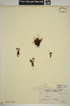 spécimen de Saxifraga cernua