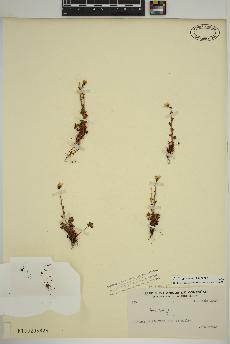 spécimen de Saxifraga cernua