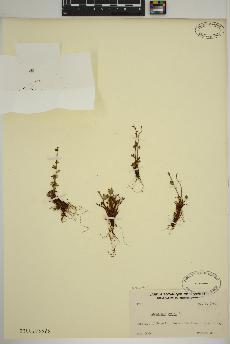 spécimen de Saxifraga cernua