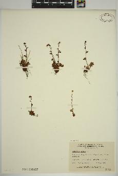 spécimen de Saxifraga cernua