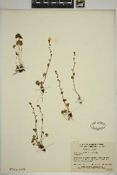 spécimen de Saxifraga cernua