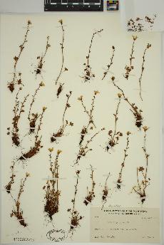 spécimen de Saxifraga cernua