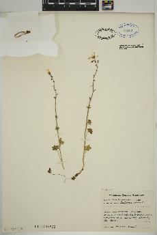 spécimen de Saxifraga cernua
