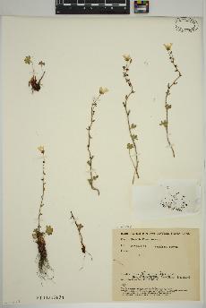spécimen de Saxifraga cernua