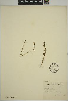 spécimen de Saxifraga cernua