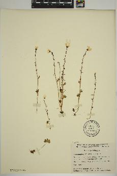 spécimen de Saxifraga cernua