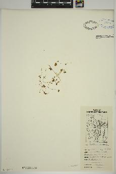 spécimen de Saxifraga cernua