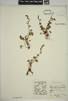 spécimen de Saxifraga cernua