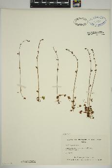 spécimen de Saxifraga cernua