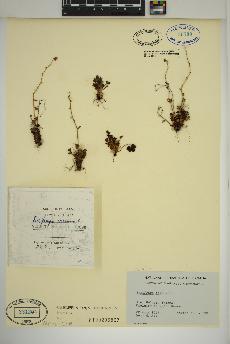 spécimen de Saxifraga cernua