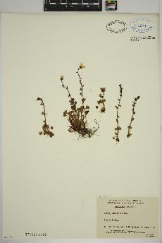 spécimen de Saxifraga cernua