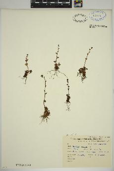 spécimen de Saxifraga cernua