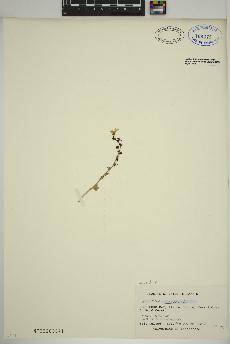 spécimen de Saxifraga cernua