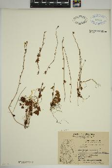 spécimen de Saxifraga cernua