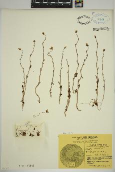 spécimen de Saxifraga cernua