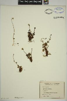 spécimen de Saxifraga cernua