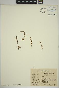 spécimen de Saxifraga cernua