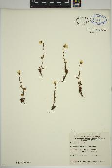 spécimen de Saxifraga cernua