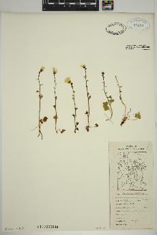 spécimen de Saxifraga cernua