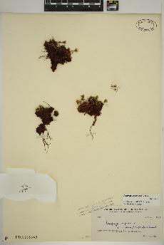 spécimen de Saxifraga cespitosa