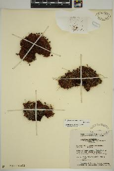 spécimen de Saxifraga cespitosa