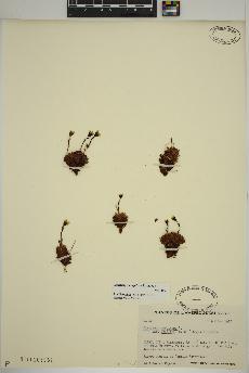 spécimen de Saxifraga cespitosa