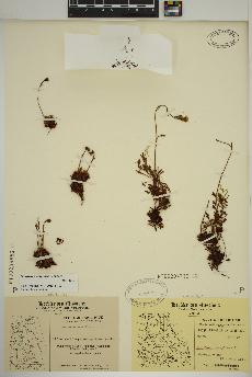 spécimen de Saxifraga cespitosa