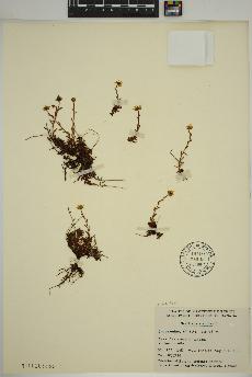 spécimen de Saxifraga aizoides