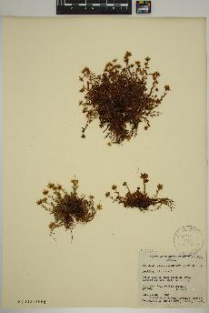 spécimen de Saxifraga aizoides