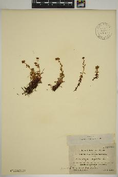 spécimen de Saxifraga aizoides