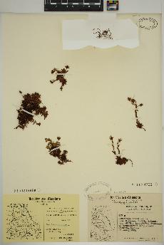 spécimen de Saxifraga aizoides