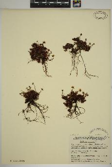 spécimen de Saxifraga aizoides
