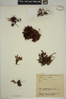 spécimen de Saxifraga aizoides