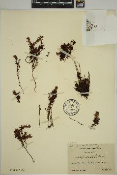 spécimen de Saxifraga aizoides