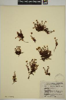 spécimen de Saxifraga aizoides