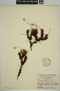 spécimen de Saxifraga tricuspidata