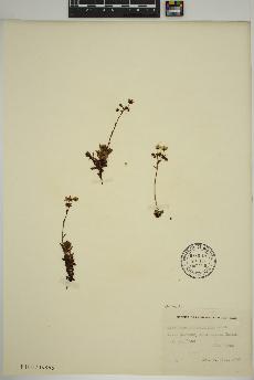 spécimen de Saxifraga tricuspidata