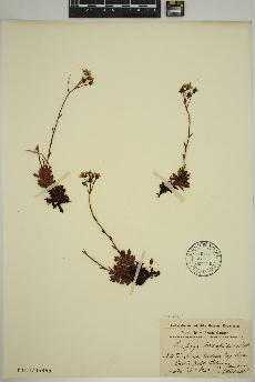 spécimen de Saxifraga tricuspidata