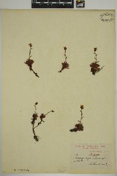 spécimen de Saxifraga tricuspidata