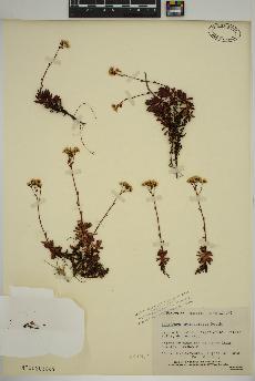 spécimen de Saxifraga tricuspidata