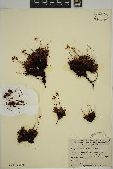 spécimen de Saxifraga tricuspidata