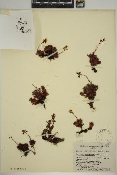 spécimen de Saxifraga tricuspidata
