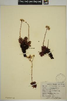 spécimen de Saxifraga tricuspidata