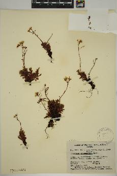 spécimen de Saxifraga tricuspidata
