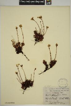 spécimen de Saxifraga tricuspidata