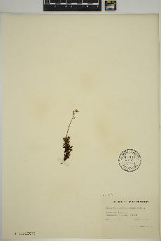 spécimen de Saxifraga tricuspidata
