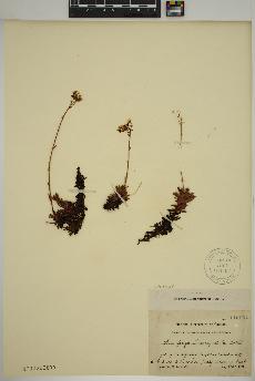 spécimen de Saxifraga tricuspidata