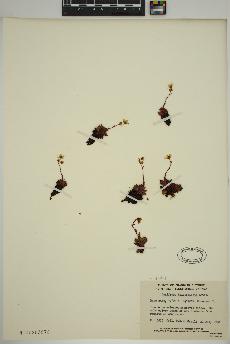 spécimen de Saxifraga tricuspidata